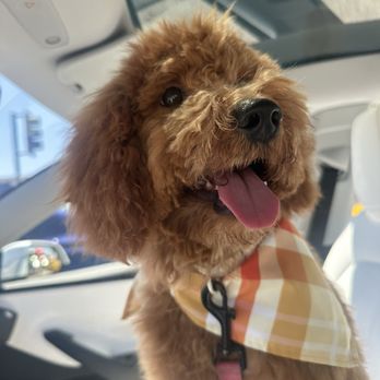 Paws 48 - Pet Groomers Near Me - Phoenix, Arizona
