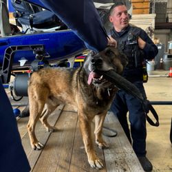 Nassau County Police - Amazing canine unit. NCPD May 2025.
