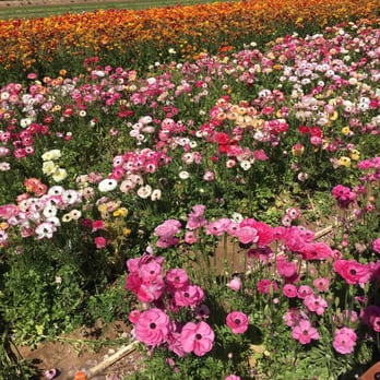 The Flower Fields - Venues & Event Spaces Near Me - Carlsbad, California