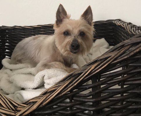 dana's pampered pets