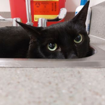 Sale chatoak vet Hotsell VCA Chatoak Animal Hospital