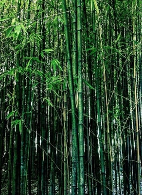 Pignatelli Museum by null