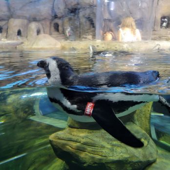 Ripley's Mirror Maze - Penguin - Aquariums Near Me - Myrtle Beach, South Carolina Ripley's Mirror Maze - Penguin - Aquariums Near Me - Myrtle Beach, South Carolina