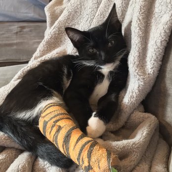 AMA Animal Rescue - Smokey relaxing on the couch with his cast - Community Service/Non-Profit Near Me - Brooklyn, New York AMA Animal Rescue - Smokey relaxing on the couch with his cast - Community Service/Non-Profit Near Me - Brooklyn, New York