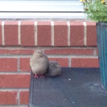 Medici - Baby dove on patio - Mediterranean Near Me - Normal, Illinois Medici - Baby dove on patio - Mediterranean Near Me - Normal, Illinois