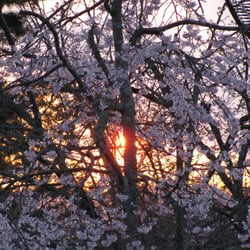 Japan Custom Tours - Cherry blossom in Kyoto