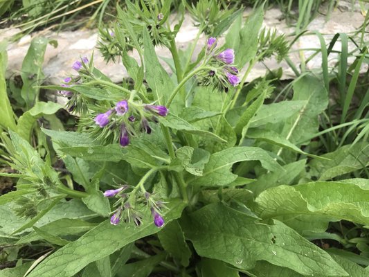 Blackwood Educational Land Institute by null