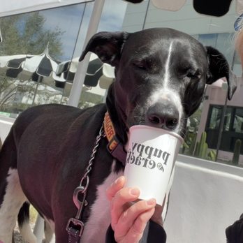 Coffee Dose - This little girl definitely loves their pup cups!! - Coffee & Tea Near Me - Irvine, California Coffee Dose - This little girl definitely loves their pup cups!! - Coffee & Tea Near Me - Irvine, California