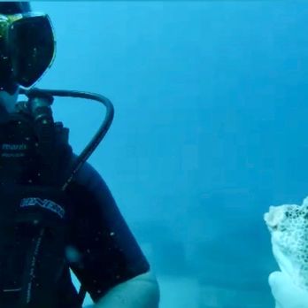 Gaspar's Dive N Board - Watching a bat fish during open water NAUI Diver certification class. - Scuba Diving Near Me - Englewood, Florida