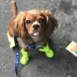 Pawfect Practice