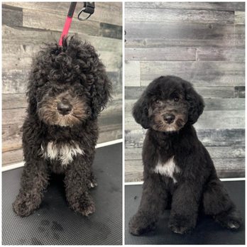 Canine Corner Grooming - Pet Groomers Near Me - Pickering, Ontario