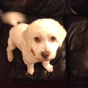 Wrigley's Pet Spaw - One of his many looks by margarita! - Pet Groomers Near Me - Long Beach, California Wrigley's Pet Spaw - One of his many looks by margarita! - Pet Groomers Near Me - Long Beach, California