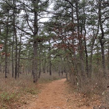 Wells Mills County Park - Much of the trails are just through simple Pine Forest - Parks Near Me - Waretown, New Jersey Wells Mills County Park - Much of the trails are just through simple Pine Forest - Parks Near Me - Waretown, New Jersey