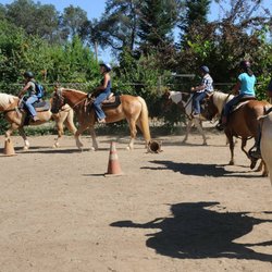 California Haflingers - Group lesson