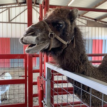 Sharkarosa Wildlife Ranch - Hump Day!!! - Attraction Farms Near Me - Pilot Point, Texas Sharkarosa Wildlife Ranch - Hump Day!!! - Attraction Farms Near Me - Pilot Point, Texas