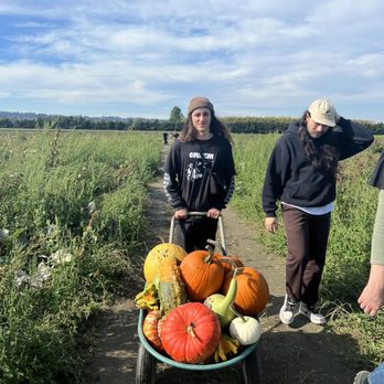 Thomas Family Farm - ~ $60 of pumpkins (our whole group used this one wheel barrow, ended up 5-30 per person depending on who got what) - Attraction Farms Near Me - Snohomish, Washington Thomas Family Farm - ~ $60 of pumpkins (our whole group used this one wheel barrow, ended up 5-30 per person depending on who got what) - Attraction Farms Near Me - Snohomish, Washington