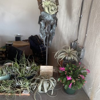 And Stuff - Air plants! - Used, Vintage & Consignment Near Me - Albuquerque, New Mexico