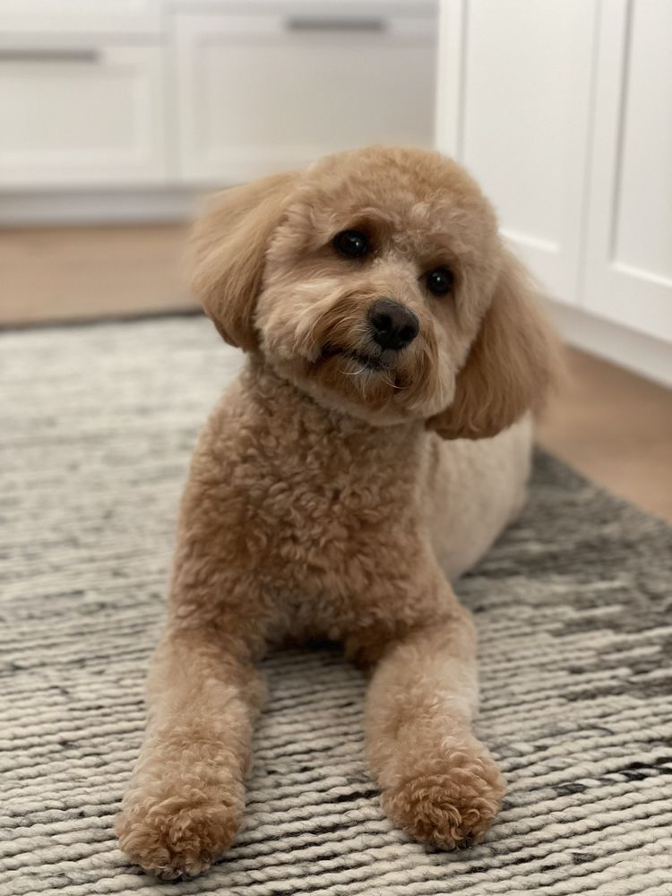 CLASSY CUTS PET SALON Updated September 2024 33 Photos & 46 Reviews