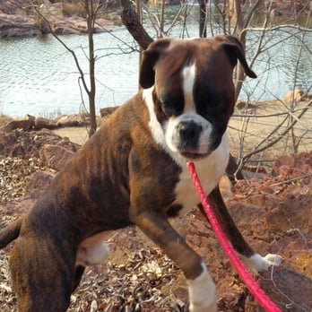 Cmz Boxers - Usher Von ..  My sired European Champion - Pet Breeders Near Me