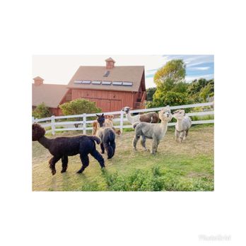 Canzelle Alpacas - Farms Near Me - Carpinteria, California Canzelle Alpacas - Farms Near Me - Carpinteria, California