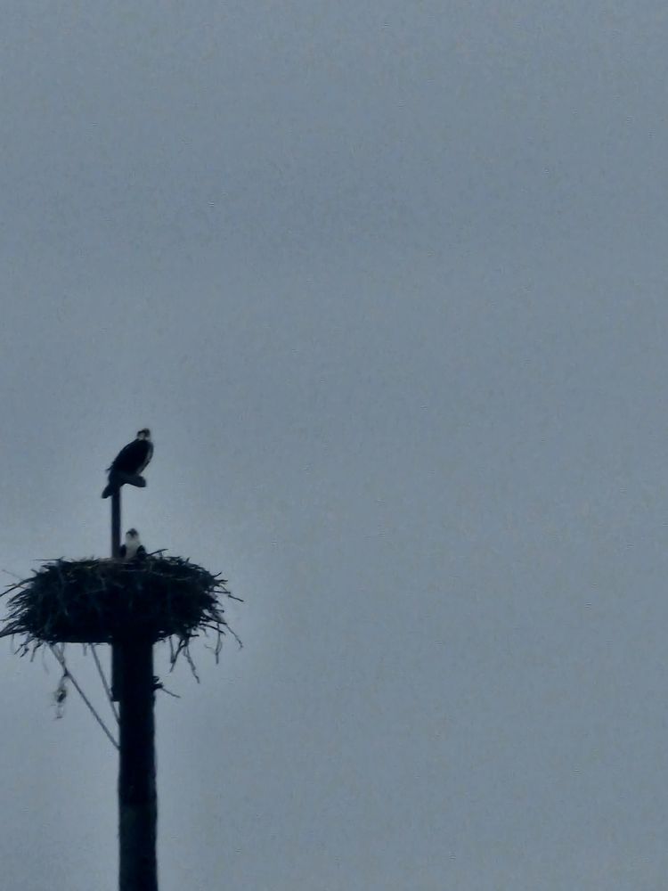 Nystrom and Associates - patient advocate in New Brighton, MN