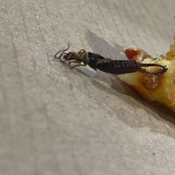 Domino's Pizza - A bug baked into my food.