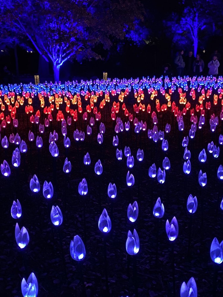 Photo of Enchanted: Forest of Light at Descanso Gardens - La Canada Flintridge, CA, United States. Multi color changing light patterns all lit up @ Flower Power @ Descanso Gardens Enchanted Forest of Light Christmas 2019