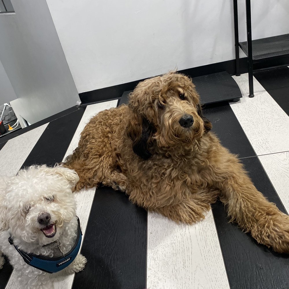 The Bark Shoppe - Pet Groomers Near Me - New York, New York The Bark Shoppe - Pet Groomers Near Me - New York, New York