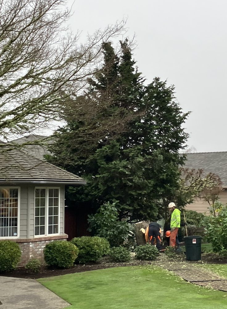 Elwood's Tree Service - tree service in Salem, OR