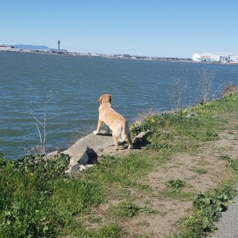 Wagging Walks - Elphie enjoying the view while on her hike - Dog Walkers Near Me