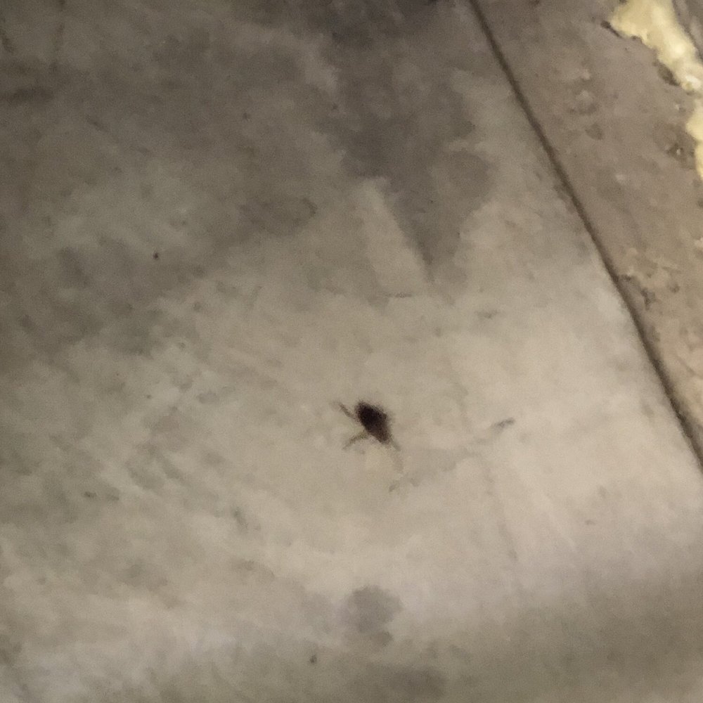 Extra Space Storage - Another Cockroach! - Self Storage Near Me - Coppell, Texas