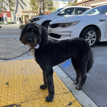Mutt Cutts Dog Spa - Pet Groomers Near Me - Chino, California Mutt Cutts Dog Spa - Pet Groomers Near Me - Chino, California