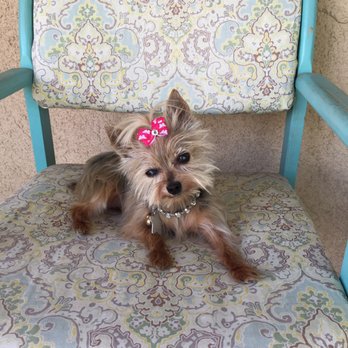 Calling All Paws - Pet Groomers Near Me - Hesperia, California Calling All Paws - Pet Groomers Near Me - Hesperia, California