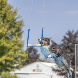 Canine Frenzy Versatility Training - Turbo 2024 Air Retrieve 15 foot grab!