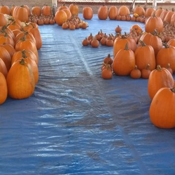ABC Tree Farms - Pumpkin Patches Near Me - American Canyon, California ABC Tree Farms - Pumpkin Patches Near Me - American Canyon, California