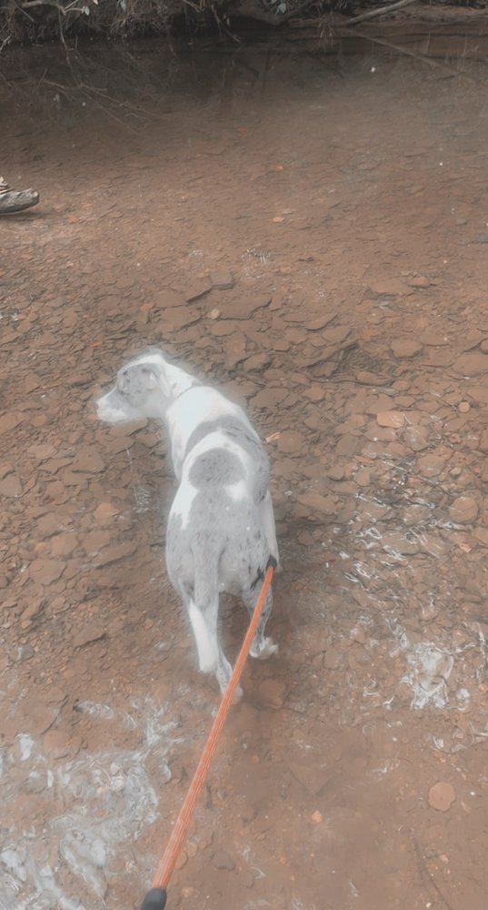 LOCH HAVEN DOG PARK Updated September 2024 25 Photos & 31 Reviews