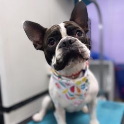 Sierah’s Pupp Spa - Bentley freshly groomed