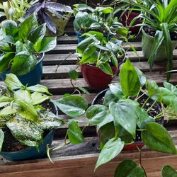 Circle Q Acres - House plants