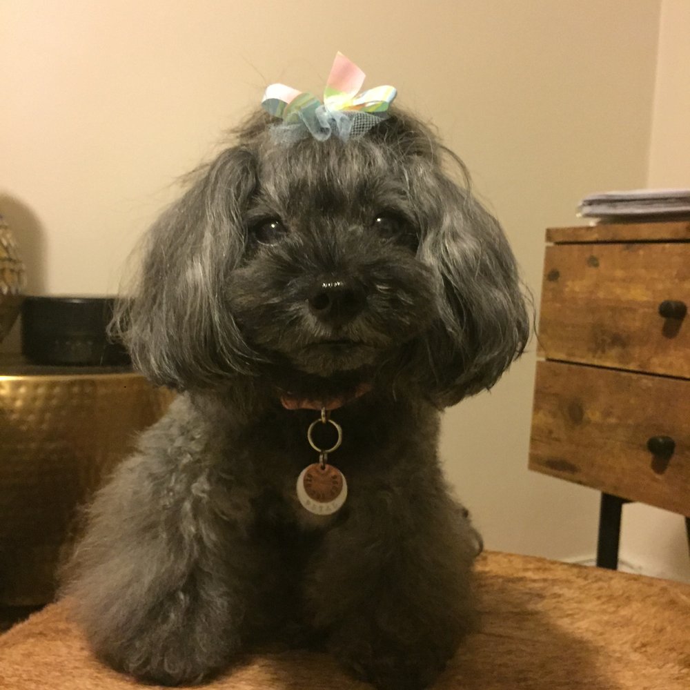 Elite Pet Spa - Pet Groomers Near Me - Madison, New Jersey Elite Pet Spa - Pet Groomers Near Me - Madison, New Jersey