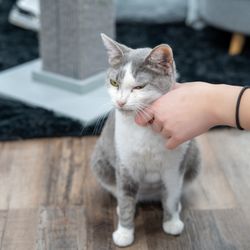 The Catio Cat Lounge