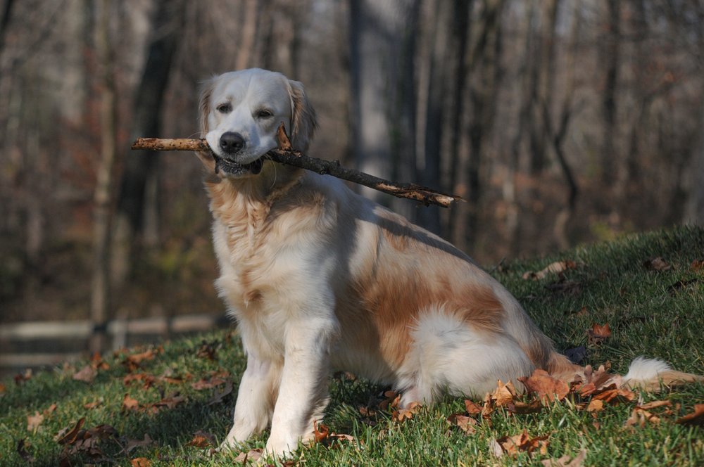 THE MALVERN MUTT Updated September 2024 15 Photos Malvern