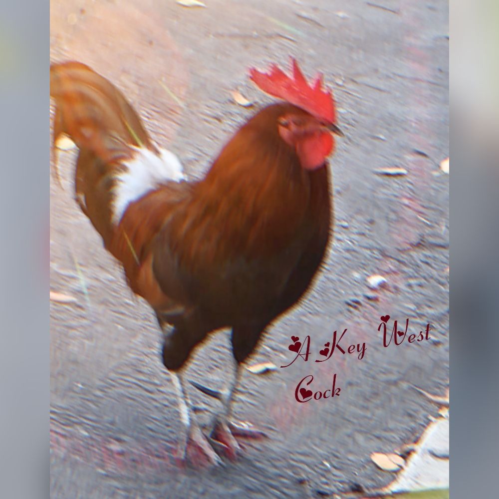 KHELLY LYKKE NOTARY PUBLIC 16 Photos Kissimmee, Florida Notaries