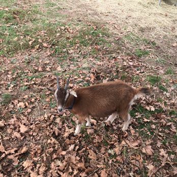 Muscoot Farm - Goats at Muscoot farm - Farmers Market Near Me - Katonah, New York