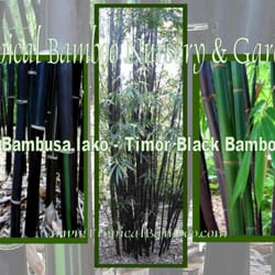 Tropical Bamboo Nursery & Gardens - Bambusa lako - Timor Black Bamboo