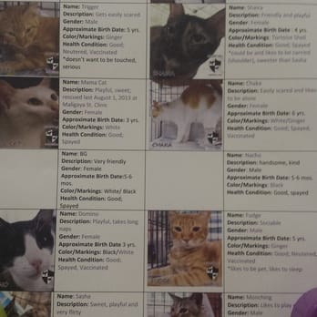 Cat Cafe Manila - Meet the puspins of Cat Cafe Manila - Cafes Near Me - Quezon City, NCR