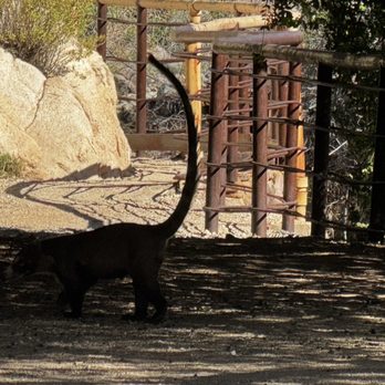 Boyce Thompson Arboretum - Coatimundi - Botanical Gardens Near Me - Superior, Arizona