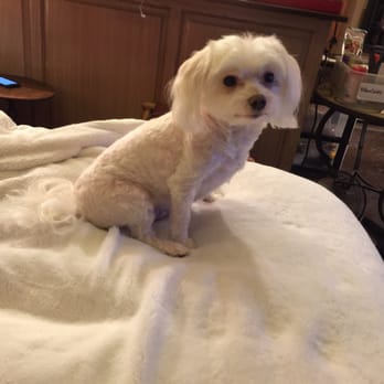Happy K9 - Pet Groomers Near Me - Fort Worth, Texas Happy K9 - Pet Groomers Near Me - Fort Worth, Texas