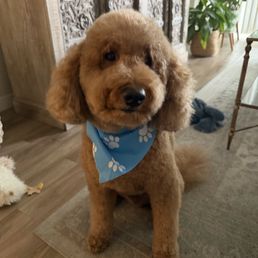 After a grooming session! He's ready for the warm summer weather After a grooming session! He's ready for the warm summer weather