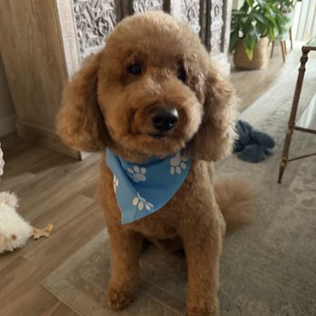 Ally Pet Grooming - After a grooming session! He's ready for the warm summer weather - Pet Groomers Near Me Ally Pet Grooming - After a grooming session! He's ready for the warm summer weather - Pet Groomers Near Me
