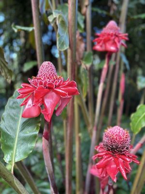 Sensei Lanai, A Four Seasons Resort by null